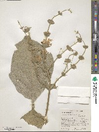 Image of Salvia argentea