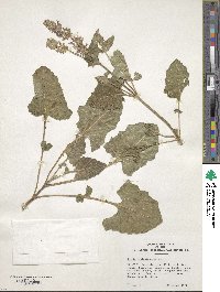 Image of Salvia amplexicaulis