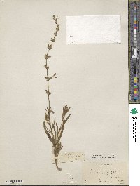 Salvia angustifolia image