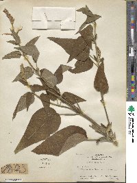 Salvia heerii image