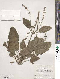 Salvia hierosolymitana image