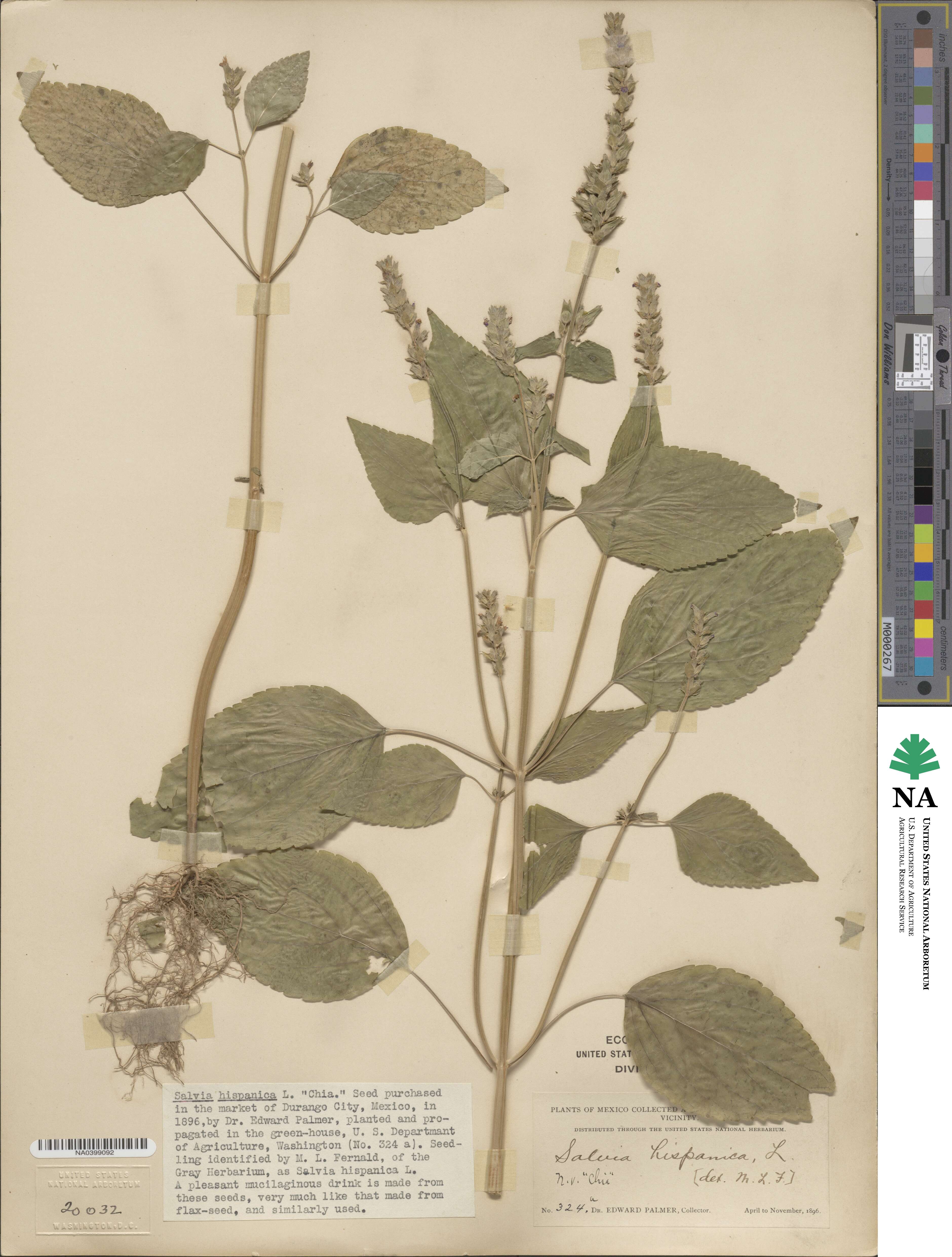 Salvia hispanica image