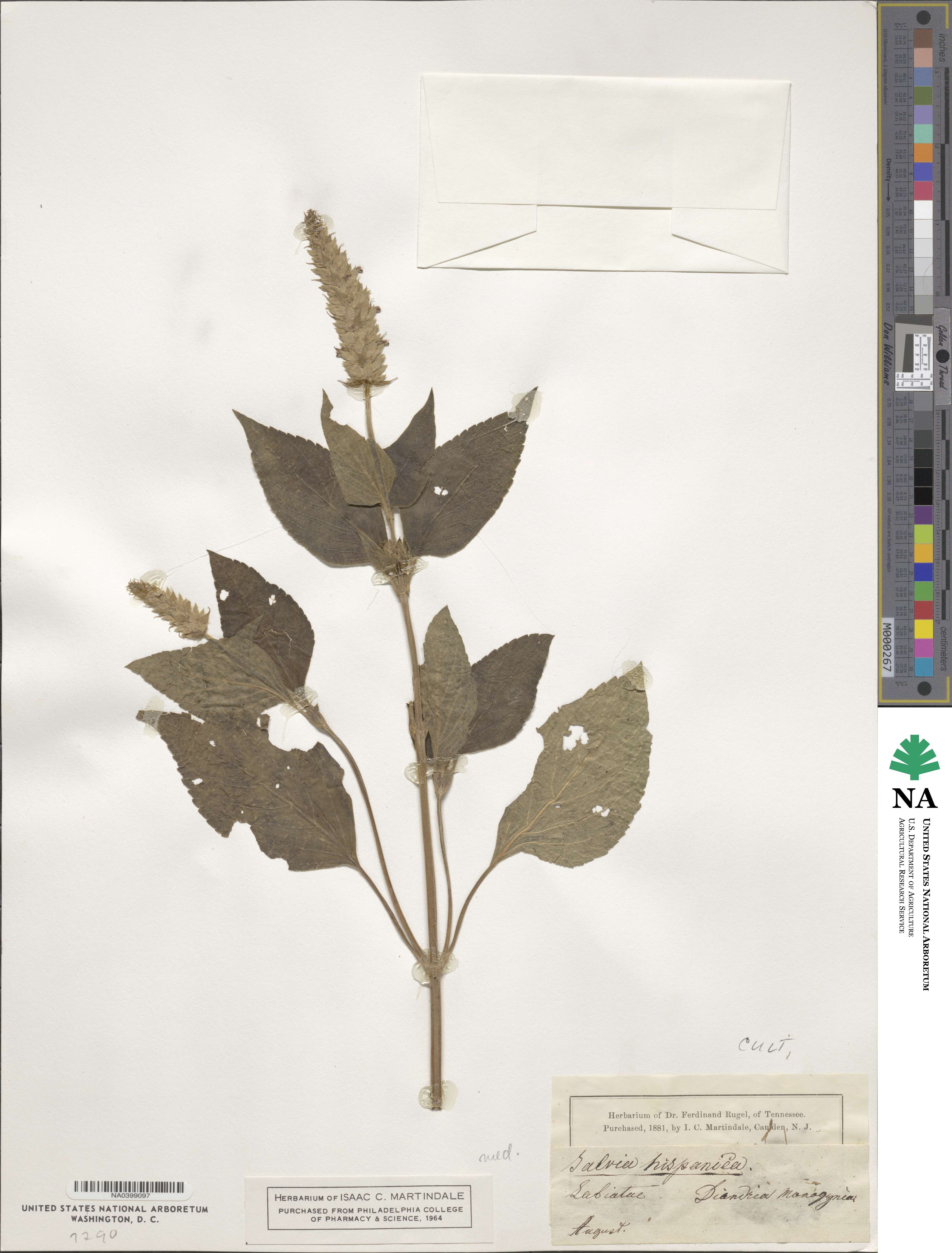Salvia hispanica image