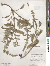 Salvia viridis image