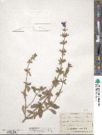 Salvia viridis image