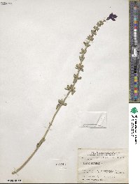 Salvia viridis image