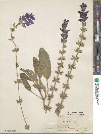 Salvia viridis image