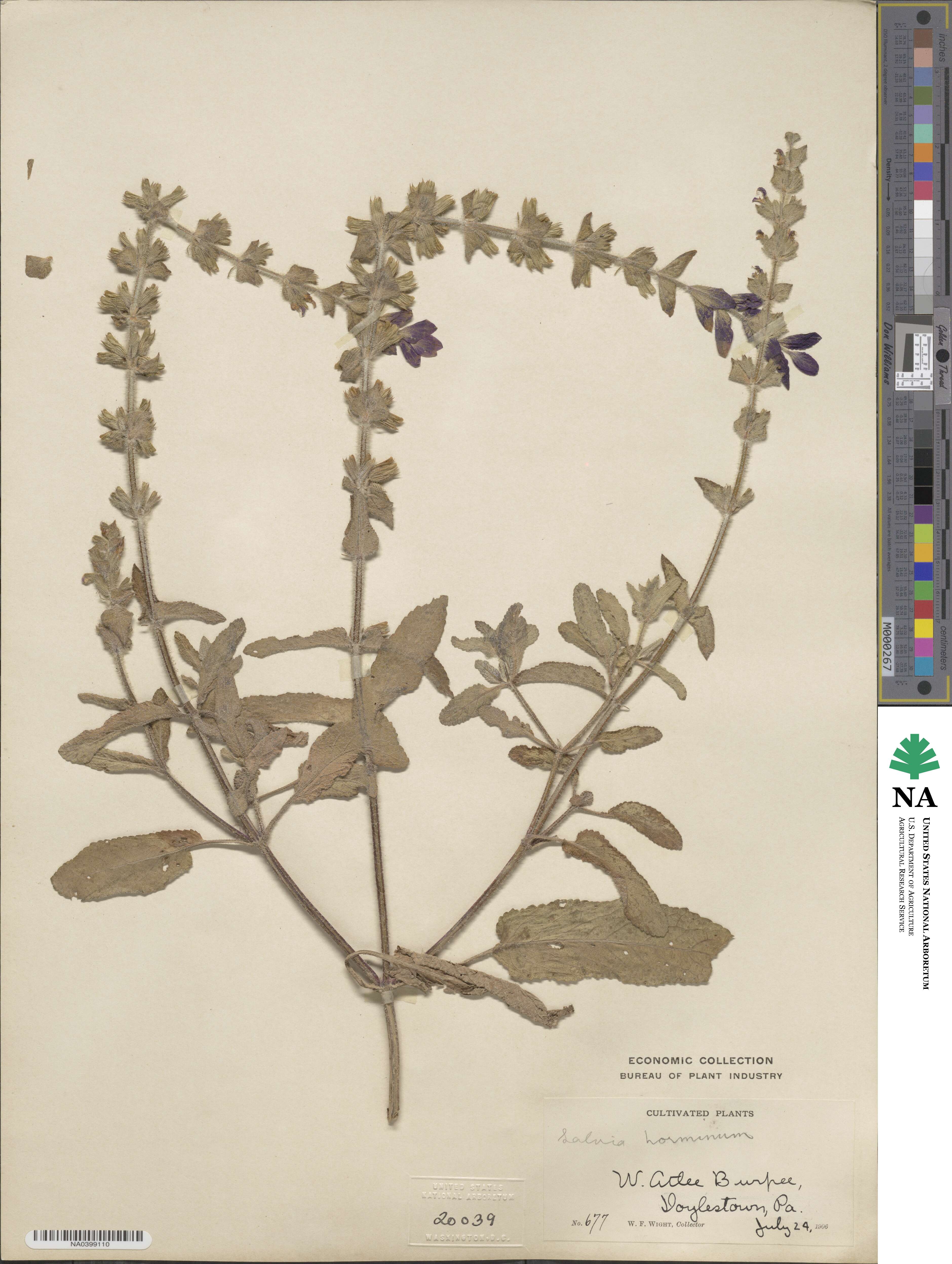 Salvia viridis image