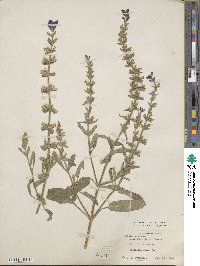 Salvia viridis image