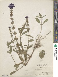 Salvia viridis image