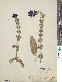 Salvia viridis image