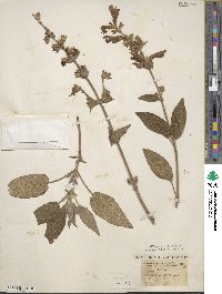 Salvia grandiflora image