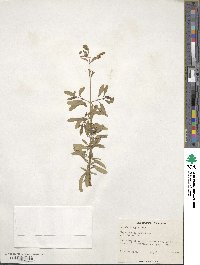 Salvia greggii image