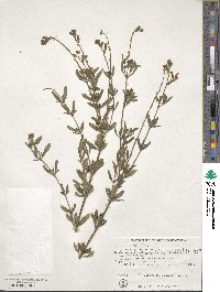 Salvia greggii image