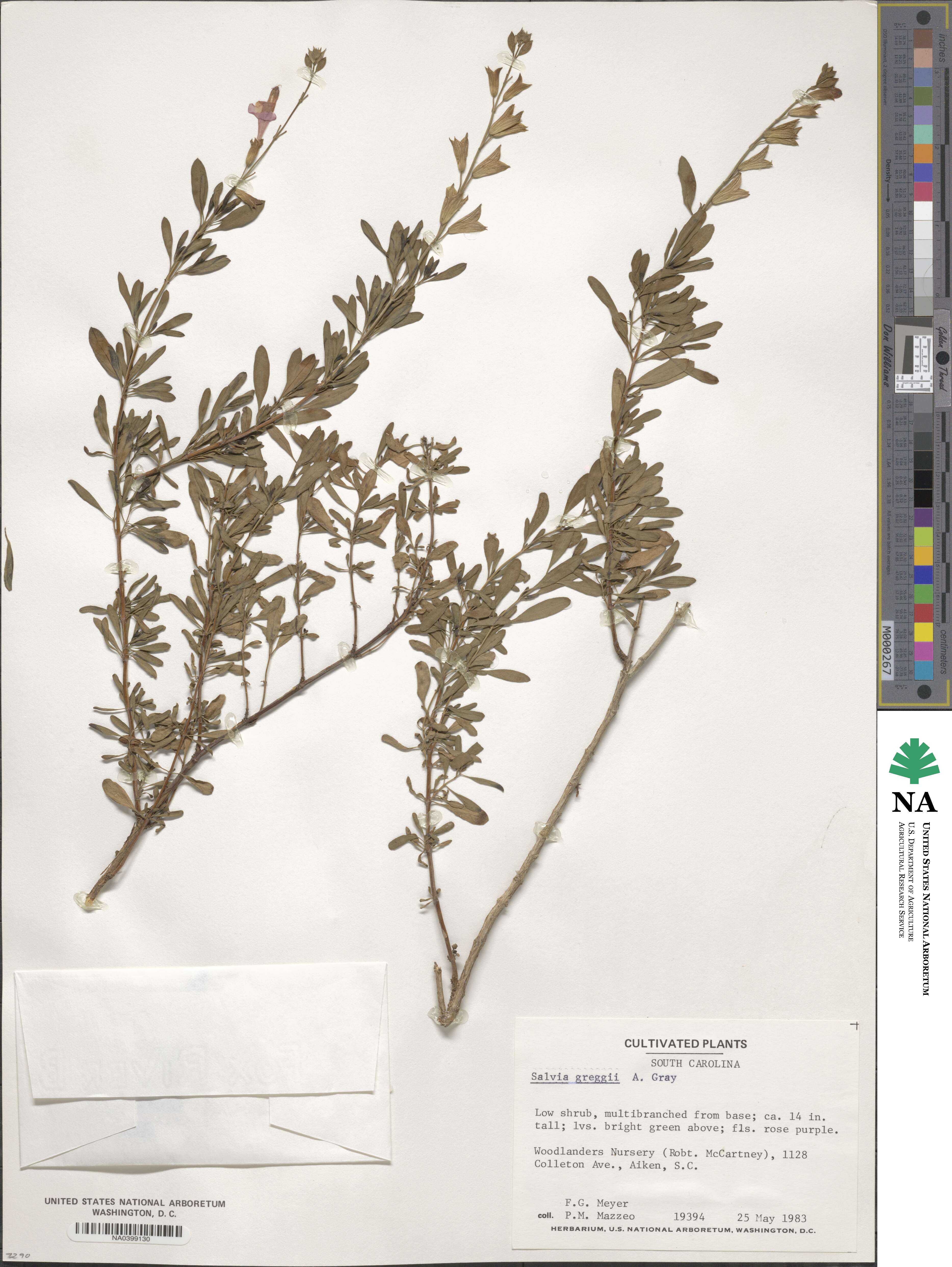 Salvia greggii image