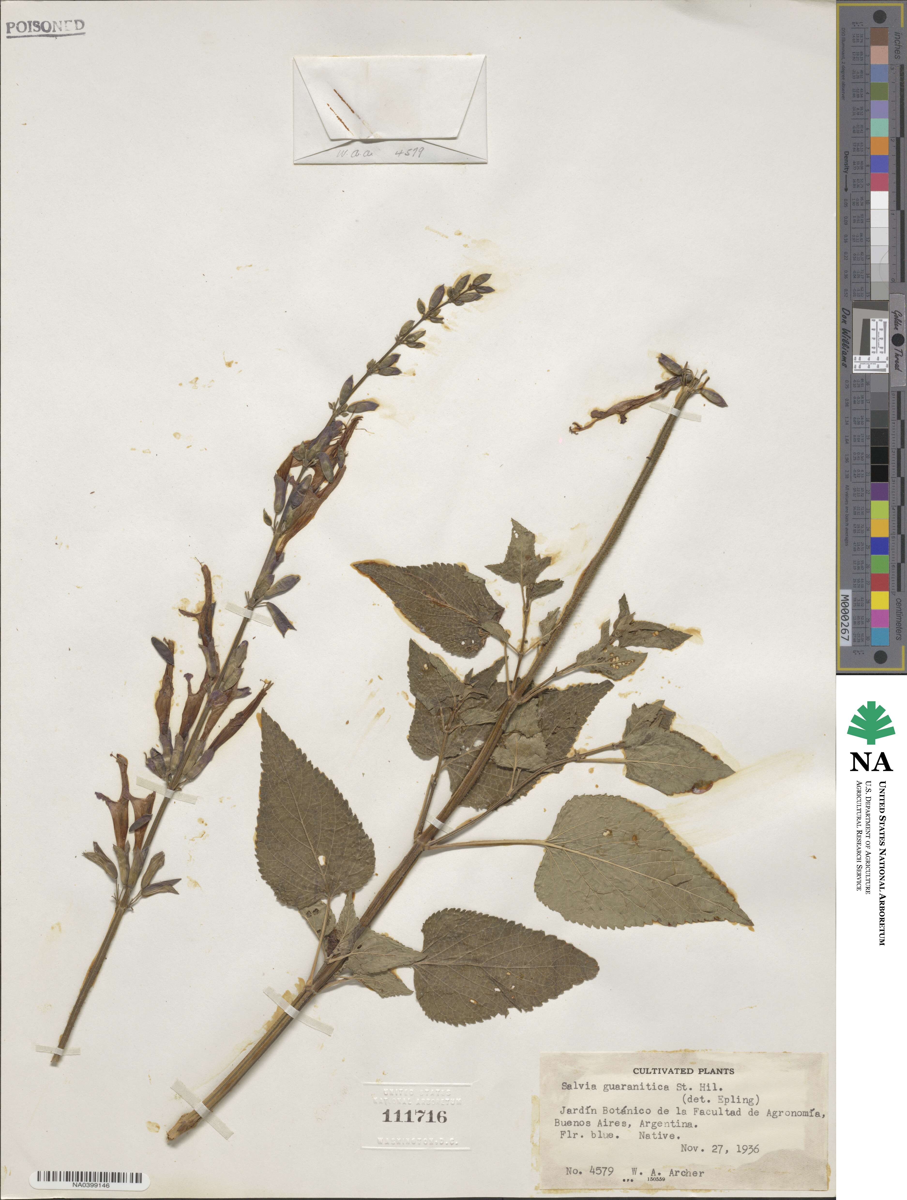 Salvia guaranitica image