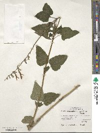 Salvia guaranitica image