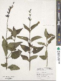 Salvia guaranitica image