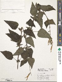 Salvia guaranitica image