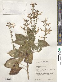 Salvia glabrescens image