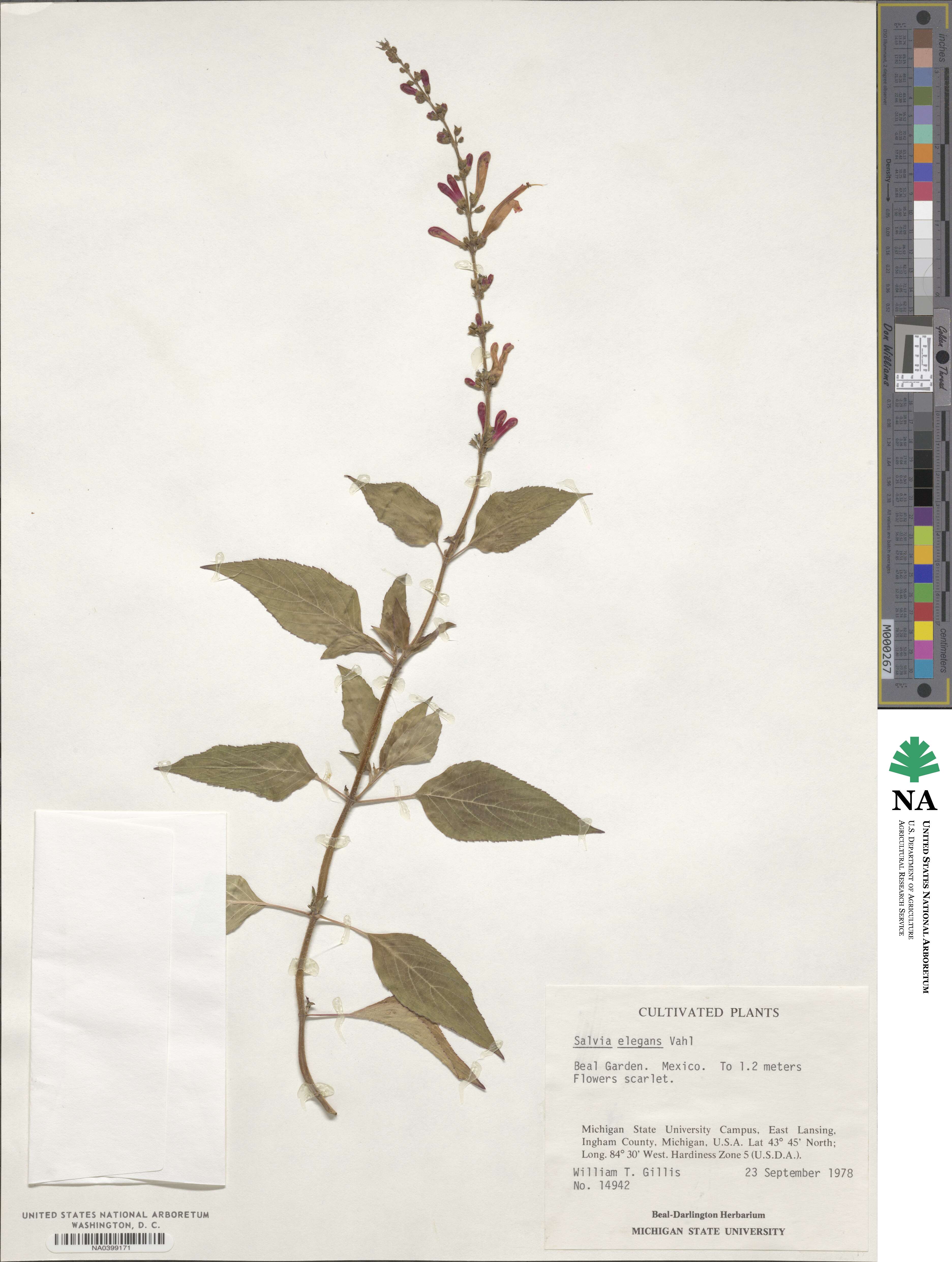 Salvia elegans image