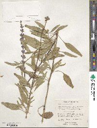 Salvia farinacea image