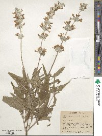 Salvia farinacea image