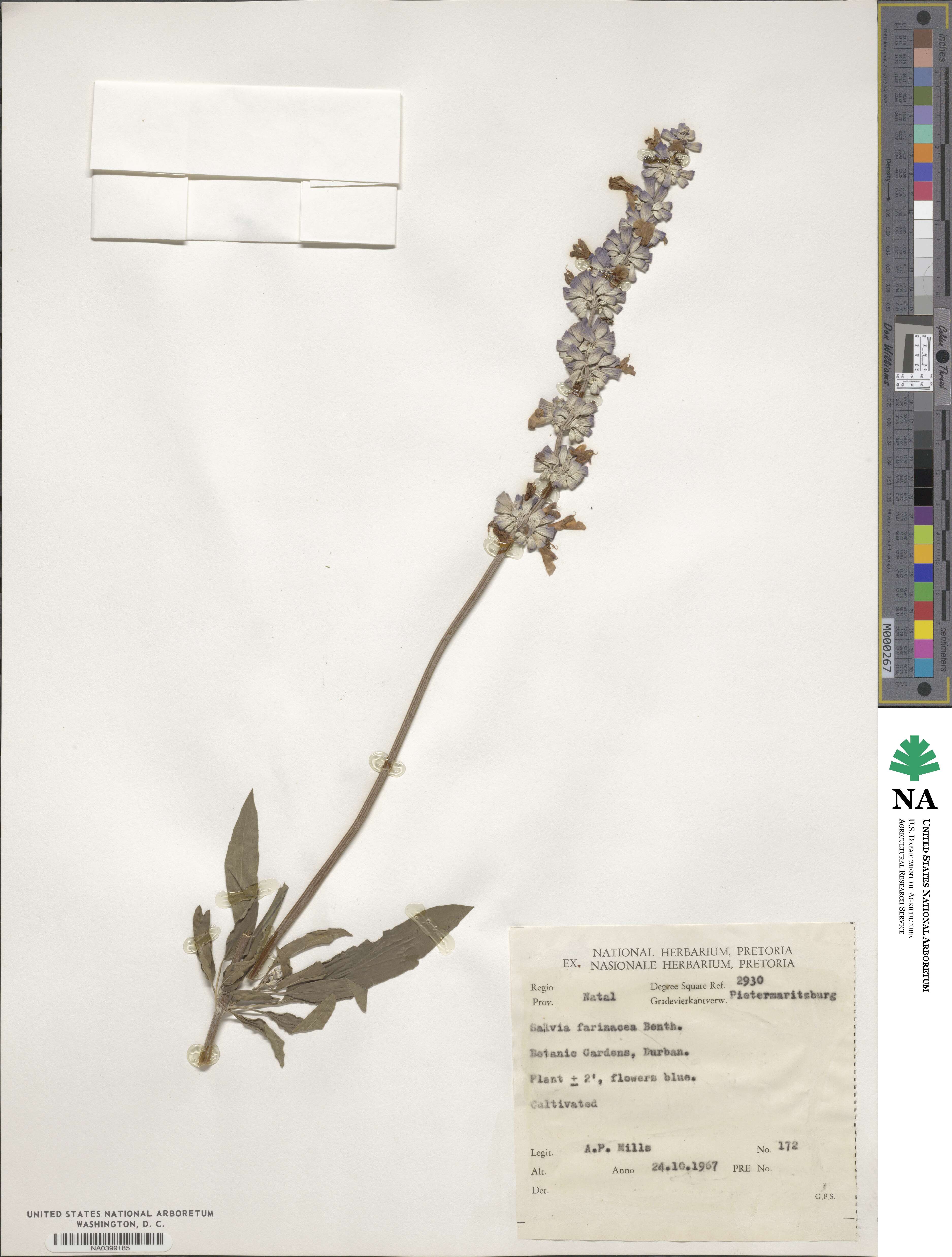 Salvia farinacea image