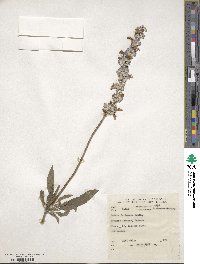 Salvia farinacea image