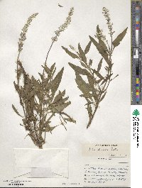 Salvia farinacea image