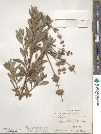 Salvia mellifera image