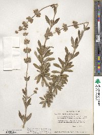 Salvia mellifera image