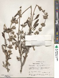 Salvia mellifera image