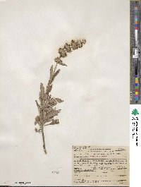 Salvia mellifera image