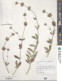 Salvia mellifera image