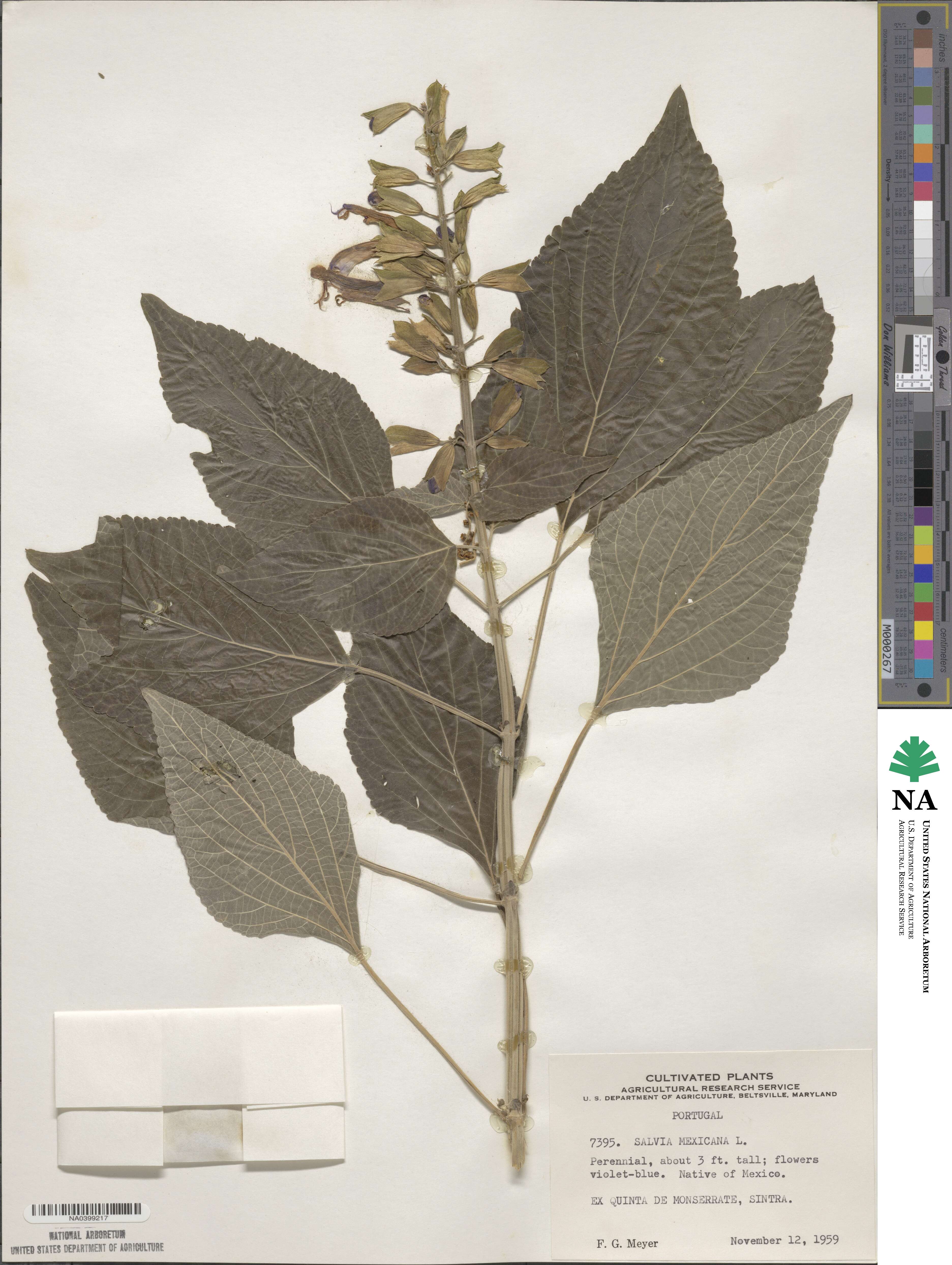 Salvia mexicana image