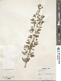 Salvia microphylla image