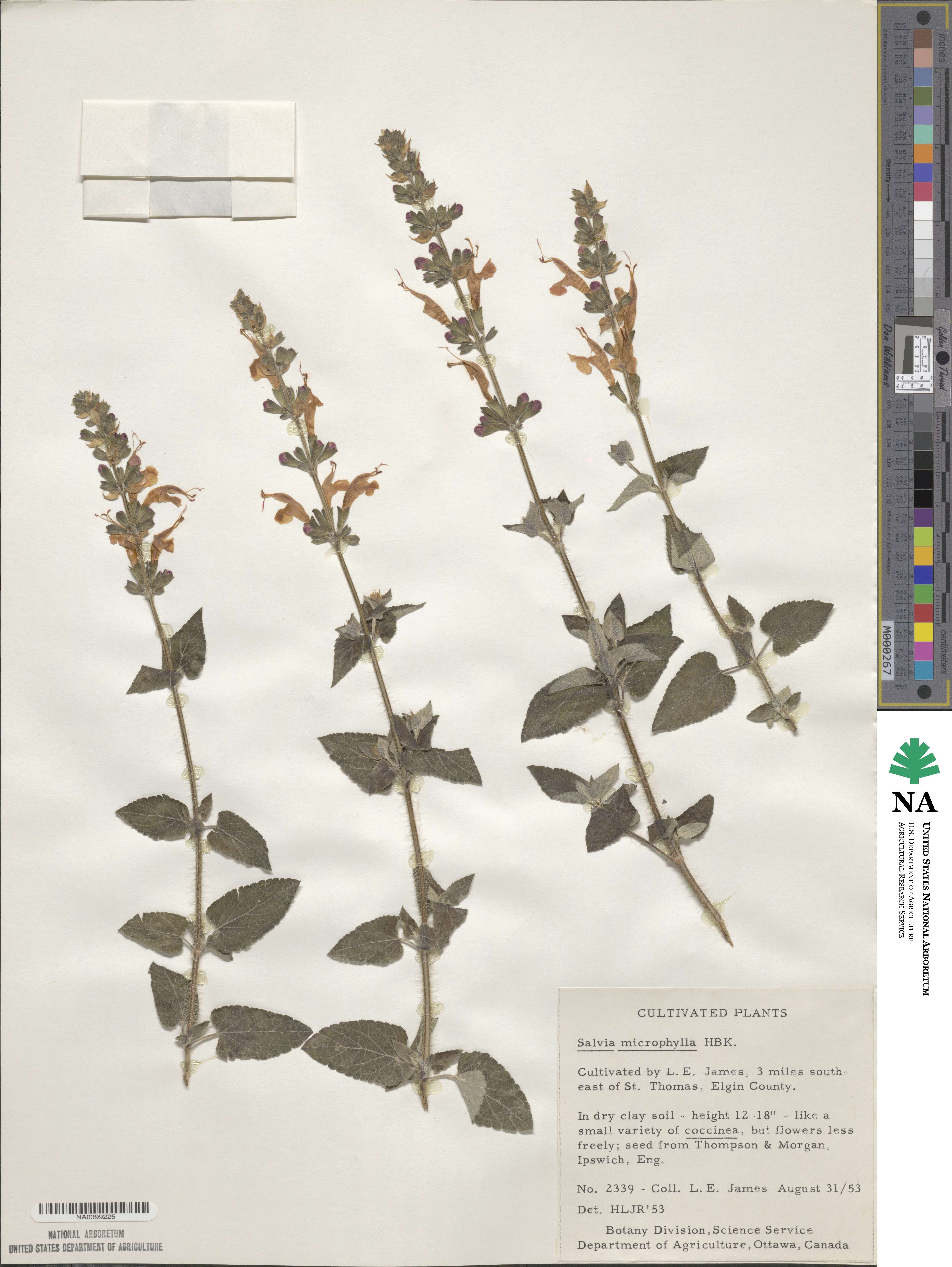 Salvia microphylla image