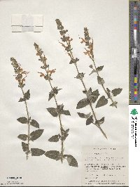 Salvia microphylla image