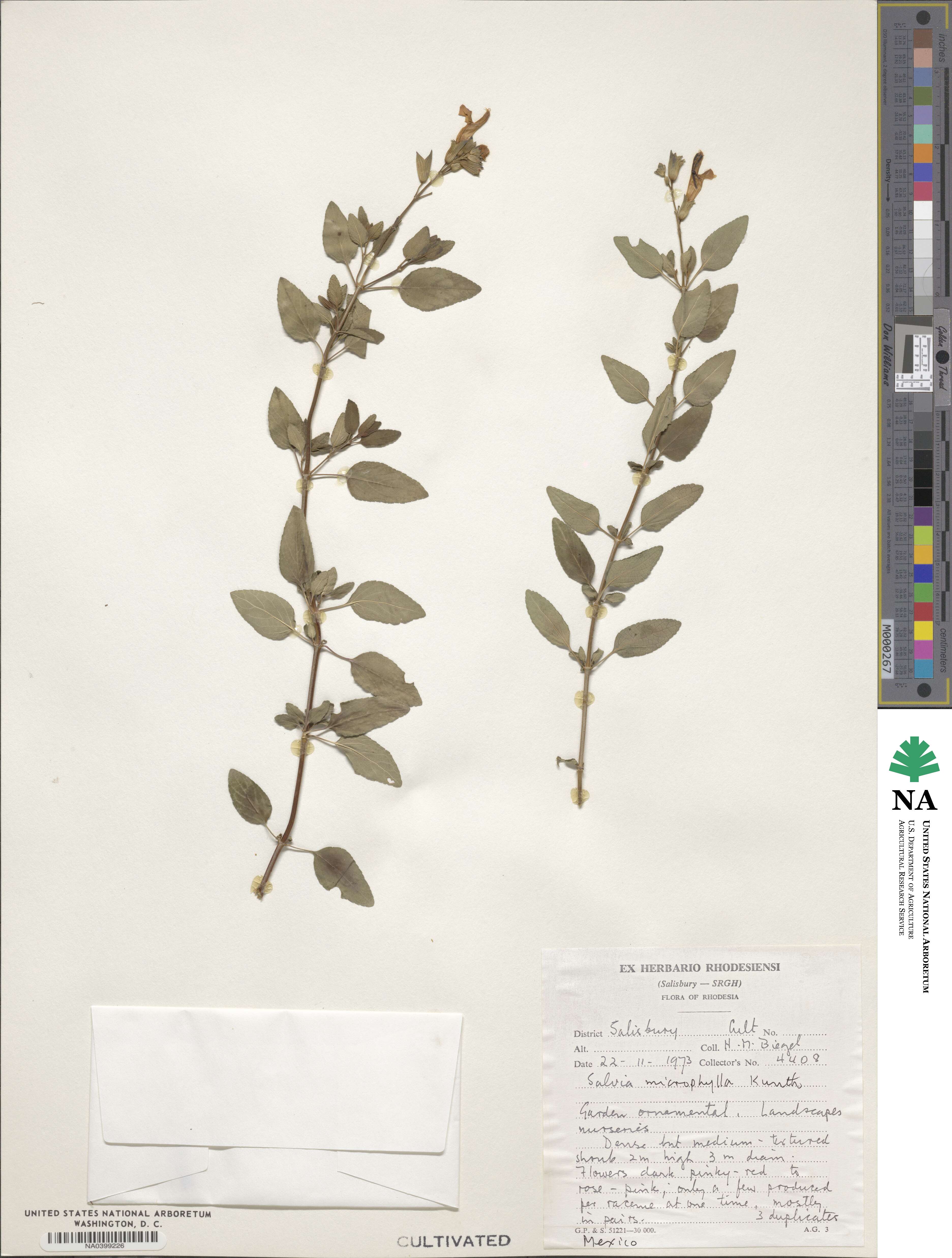 Salvia microphylla image