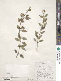 Salvia microphylla image