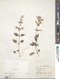 Salvia microphylla image