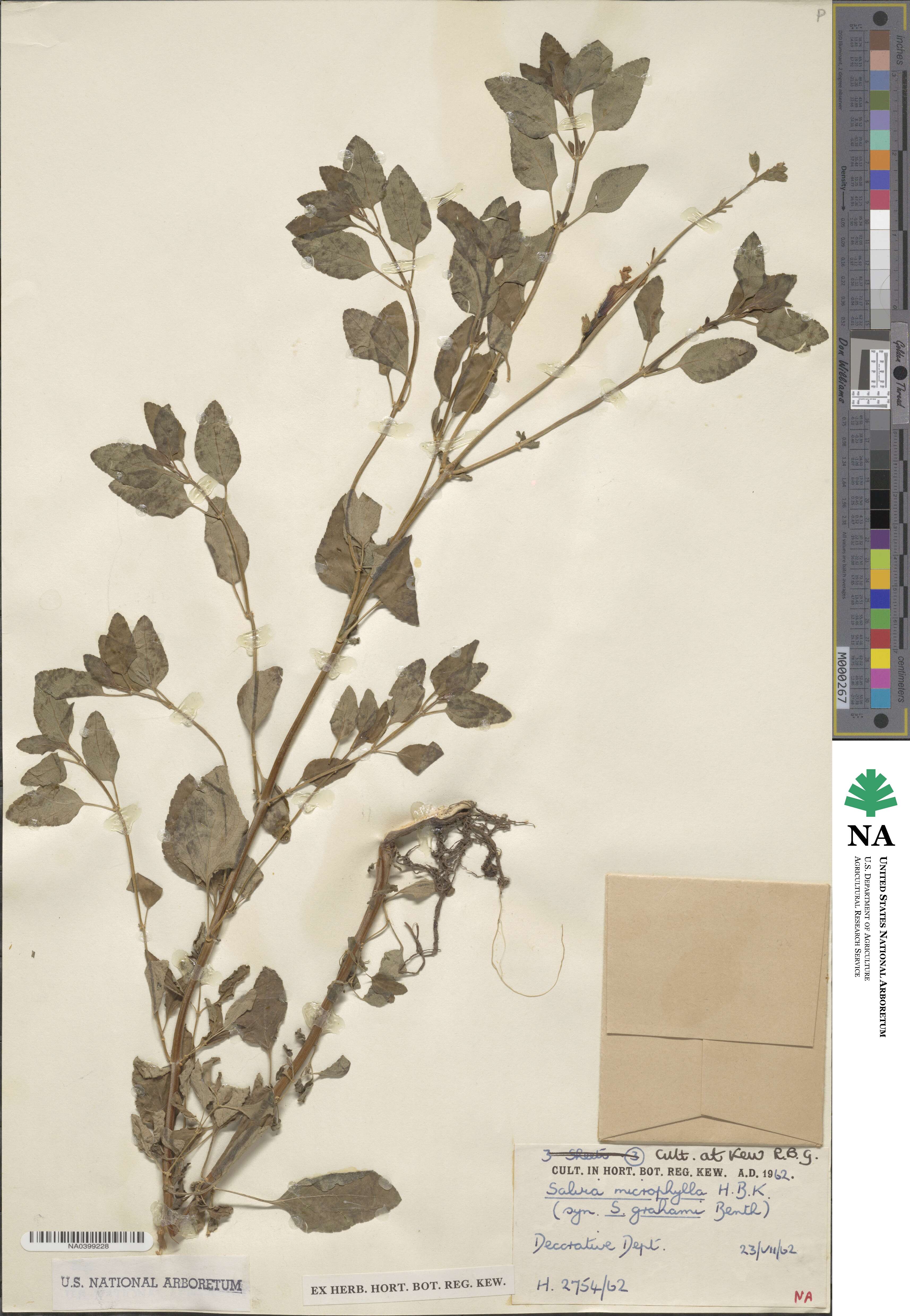 Salvia microphylla image