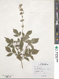 Salvia miltiorrhiza image