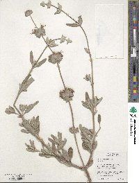 Salvia mohavensis image