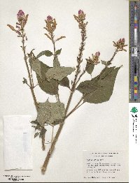 Salvia involucrata image