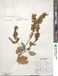 Salvia involucrata image