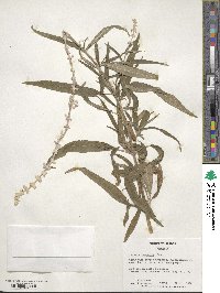 Salvia leucantha image