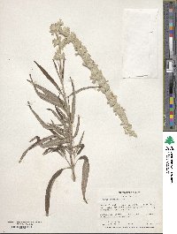 Salvia leucantha image