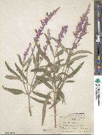 Salvia leucantha image